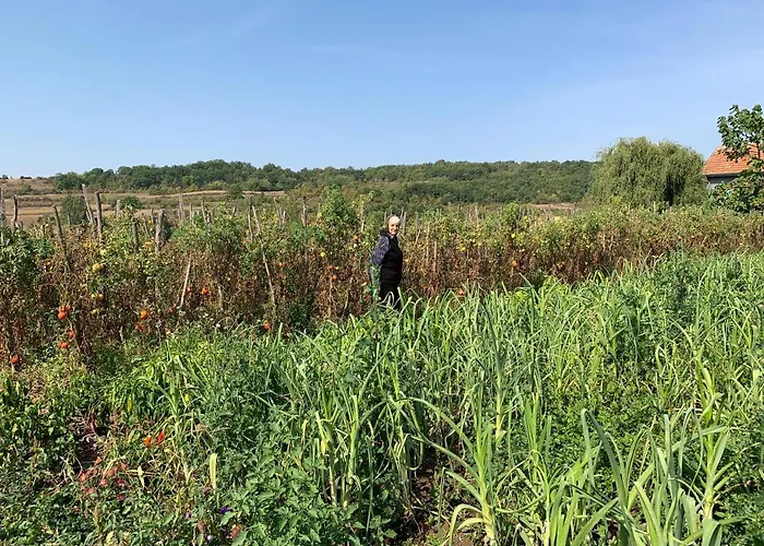 Agro Lux - Milenovic * 索科矿泉村