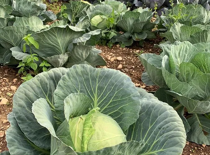 Agro Lux - Milenovic 公寓 *