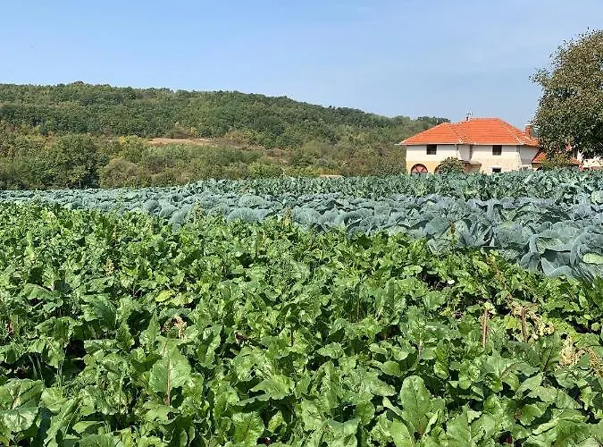 Agro Lux - Milenovic 索科矿泉村